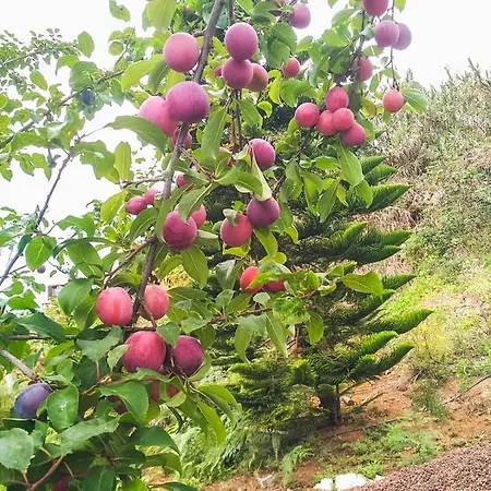 Quaint Artist In Marvelous Nature - Alegrias Hébergement de vacances La Orotava