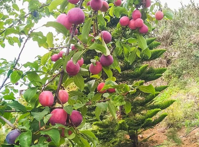 Quaint Artist In Marvelous Nature - Alegrias Hébergement de vacances La Orotava