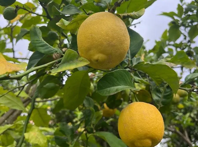 Hébergement de vacances Quaint Artist In Marvelous Nature - Alegrias La Orotava