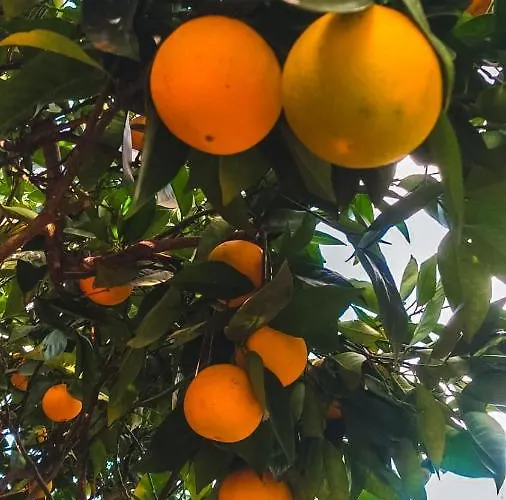 Quaint Artist In Marvelous Nature - Alegrias